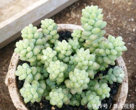 把玉坠养出老桩不难,养出艳丽颜色就不简单了!