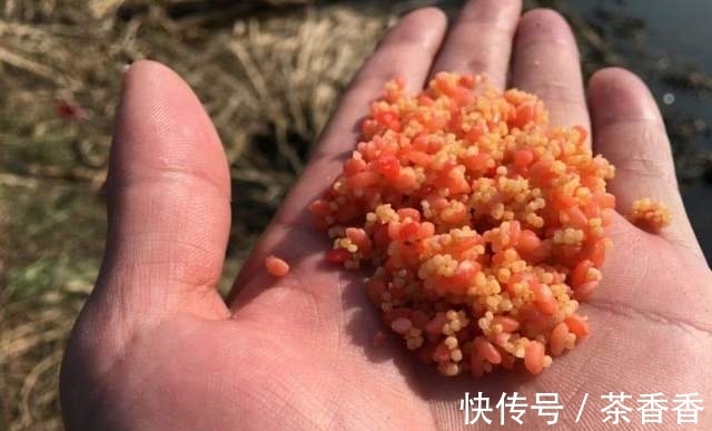 想要野钓鲫鱼连杆给口,这几种鲫鱼爱吃的饵料,就不得不认识一下