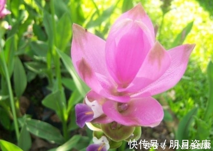 大岩桐|4种花漂亮又好养,比牡丹好看,花儿轻松开爆盆,适合阳台盆栽