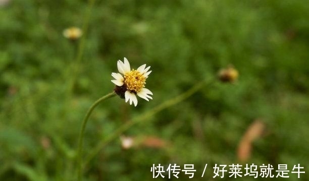 蛇女|未来9天,回首往昔,爱火重燃,旧爱归来,爱火复燃,幸福相拥