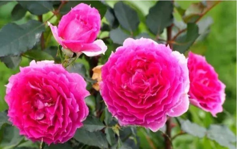 月季稀有品种之一,花色艳丽明亮,花香浓郁