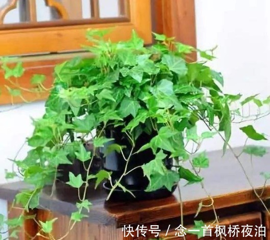 6种花适合吊起来养，窗前挂几盆，比窗帘都好看，而且非常好养