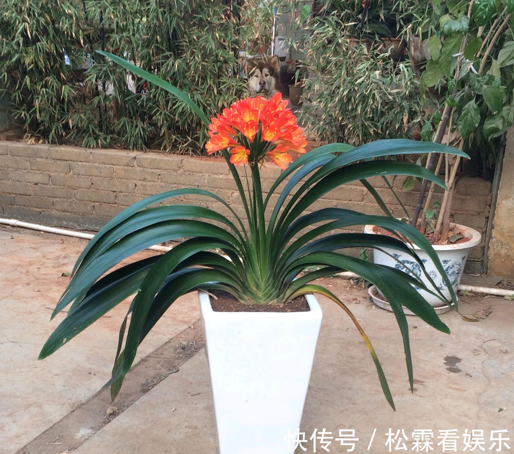 君子兰叶片发黄乱糟糟只需换个位置，叶片绿油油，规律似蒲扇