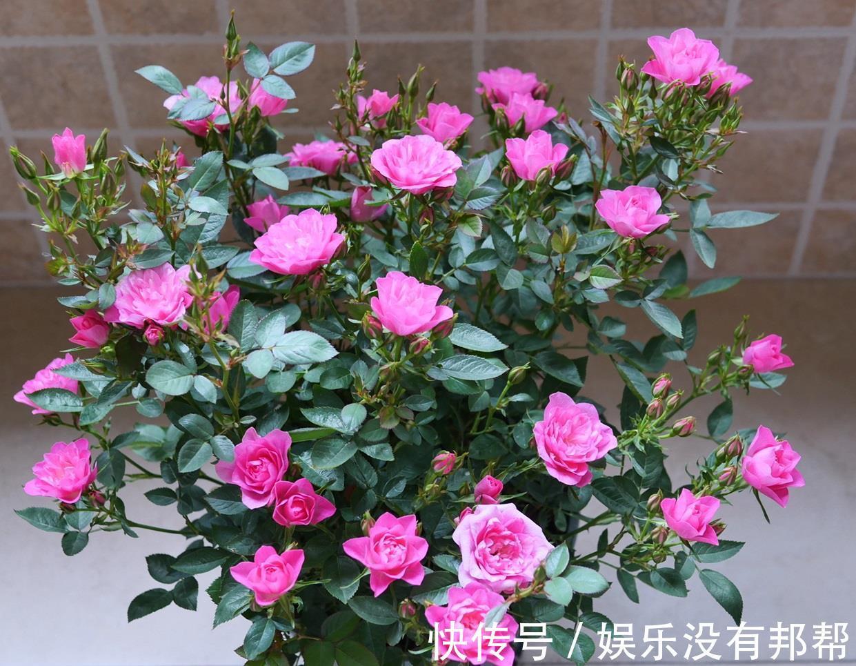 种植|阳台党爱养的微月,颜值高、花期长,种植容易,新手也能养