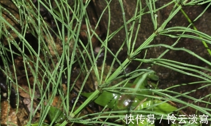 缺德草|你见过能吸黄金的草吗?得到一株就能暴富,却遭到当地人痛恨!