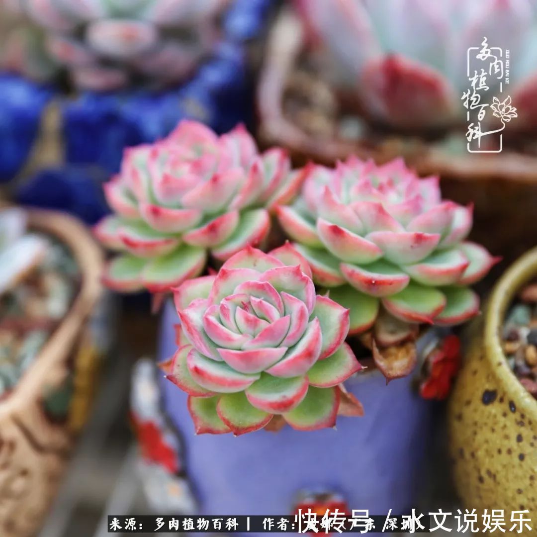 日子|笼子里露养的多肉,越养越美!有多肉的日子伴着小确幸!