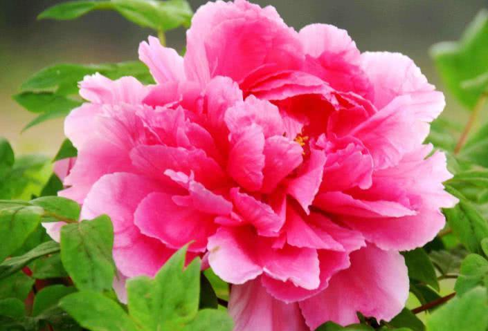 李商隐@唐诗中最美植物,王维李白没写火,一位女子让它火了