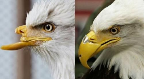 鹰的重生，折翅飞行，这些鹰的传说，都是真的吗？