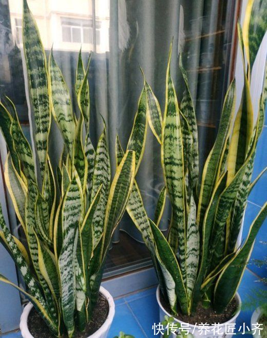 7种耐旱花,适合“懒人”养,忘记浇水也不怕,越长越旺还开花