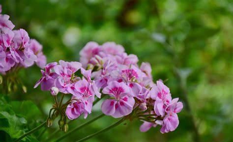 养花试试这几款，颜值高，寓意好，非常适合摆放在客厅或书房