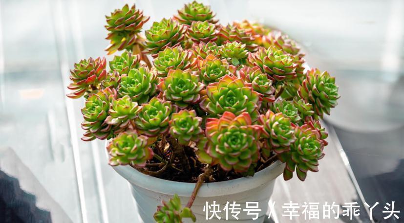多肉|别人养的多肉蒂亚叶子红彤彤,甭眼红,满足5点一样