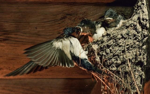  对饮|古人讲究“父子不同桌，叔侄不对饮”，有道理吗？农村人看完秒懂