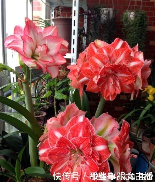 花肥|一种很容易养的花，养了2个月就开花，花朵比汤碗还大，美翻了！