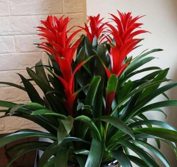 栀子|4种漂亮花,好养易活好打理,开起花来拦不住