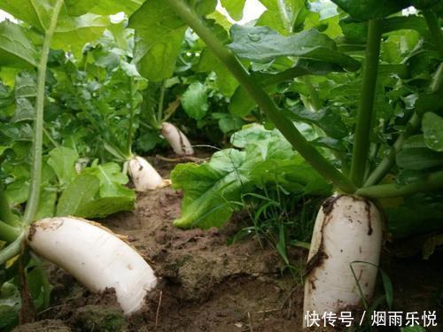 萝卜缨子常常被丢弃,殊不知这才是高级食材