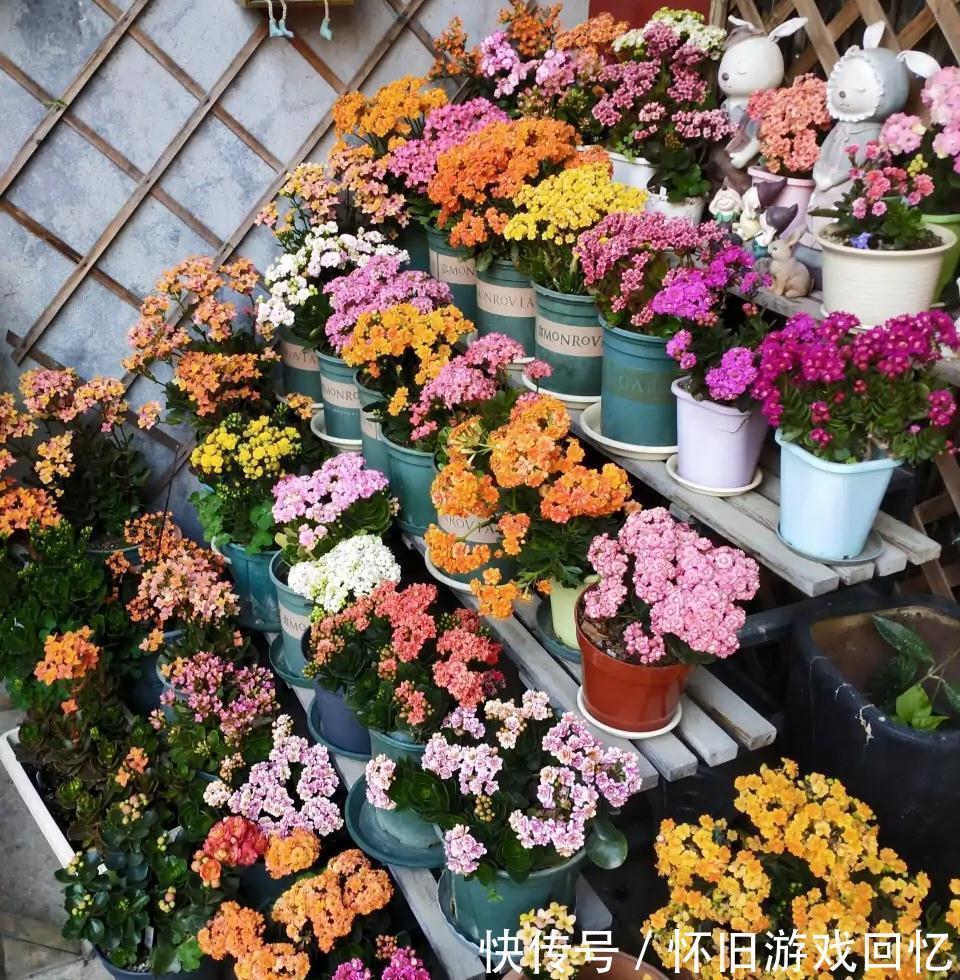 光照|长寿花打花苞了,注意4点,不消苞,不落蕾,花期长