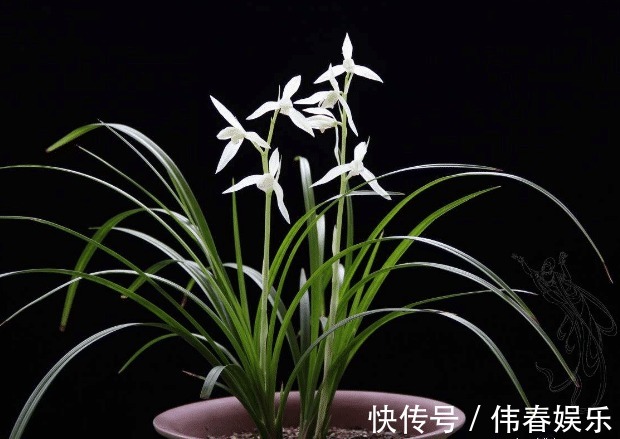 烂根的兰花生新芽怎么办简单3步移新芽,新芽养护简单更茂盛