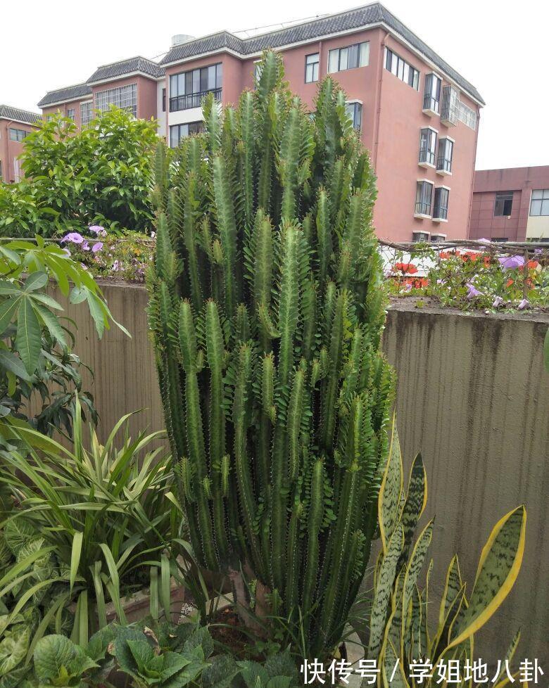 6种“懒人花”,堪称“不死花”,养成老桩几十年,旺家又值钱