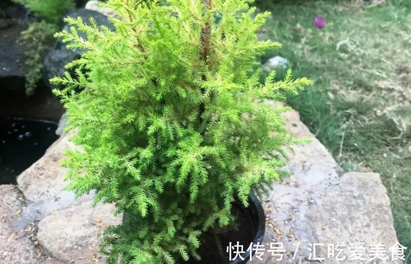 家庭盆栽绿植选小香松,香味清新迷人,种植方法简单