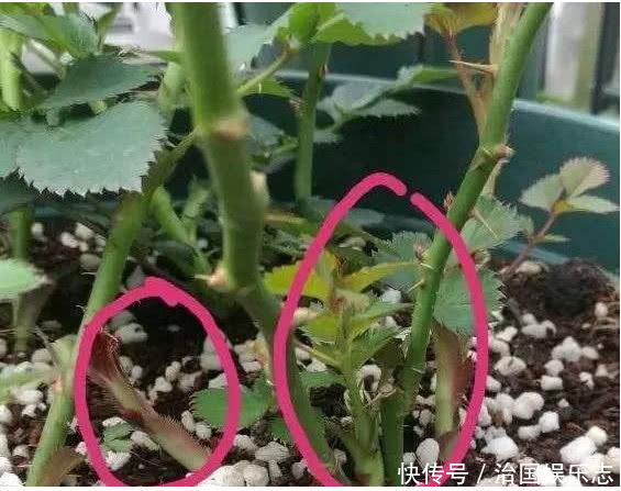 月季花|月季有个“生长开关”，长出“这种”枝条别乱剪，2周花朵爆满技