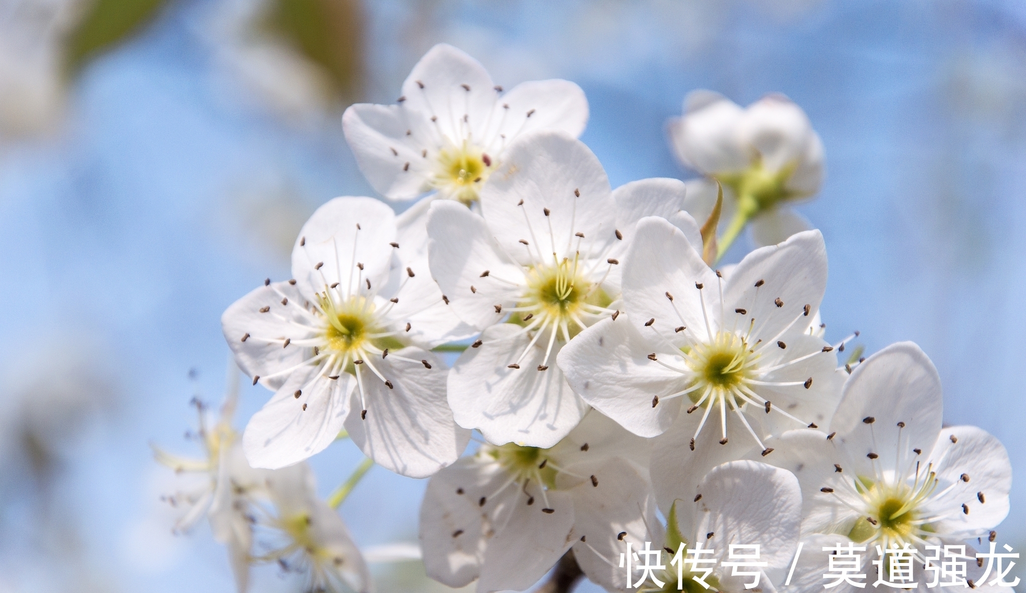 黄莺&古代梨花诗七首，其中一首是西游记作者吴承恩所作，您喜欢吗