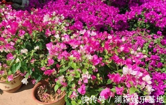 室外温度达到10度以上,越早将它们露天安置,开花就越多越好