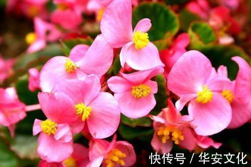 这3种花,阳台养一盆,四季都开花,颜值不输牡丹,值得拥有!