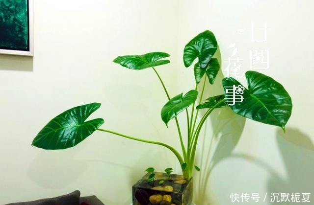 8种花“有毒”,你家可能就有一盆,养护需小心!