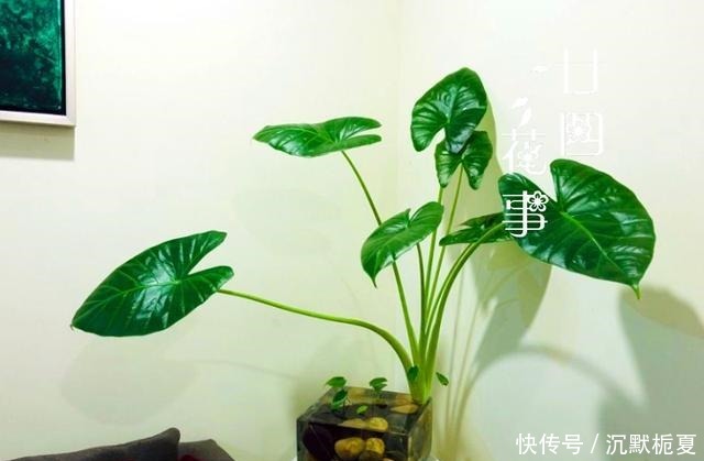  8种花“有毒”，你家可能就有一盆，养护需小心！