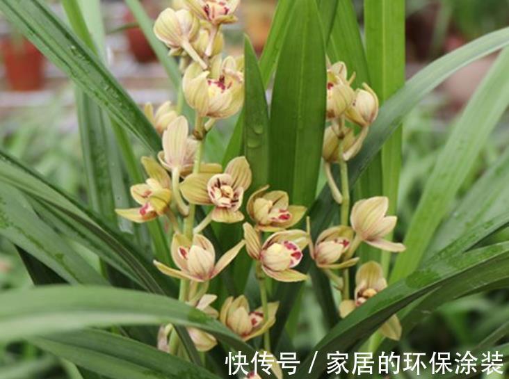 秋天养兰花，两个动作催一催，新芽花芽一起长，清香淡雅