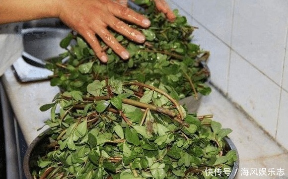 经常用马齿苋煮水喝,不出半个月,4件好事或许会不请自来