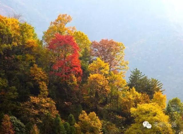 风动|【创建天府旅游名县】色在深秋，风动叶飘零，李白故里美色迷人，要你好看！