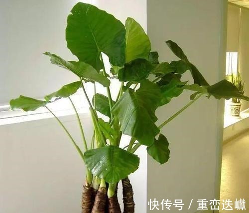 家里万万不要养这几种花,好多人不听劝,难怪身体会越住越差