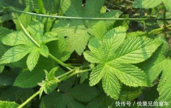 农村常见的5样天然“抗癌王”,效果是蒲公英的100倍!别不当回事