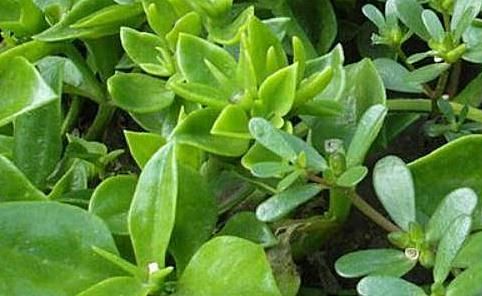 女性到了中年，推荐的食物，美容养颜，排毒抗衰，肌肤更细腻