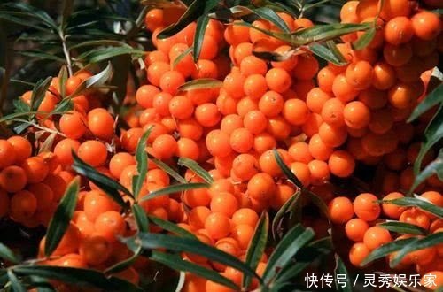 总黄酮|高温来袭,女性可多吃此野果,清热解毒、抗衰老,子宫也光滑了