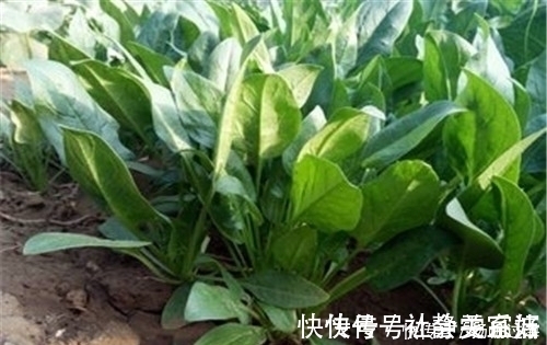 冠心病|补充此种维生素，可以预防血管钙化，改善冠心病，还预防骨质疏松