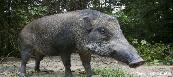 朱元璋|明朝不准把猪叫做“猪”,朱元璋取了一个新名字,感觉萌萌哒