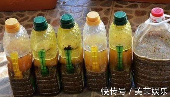 容器|养花就用这些东西“密制”花肥，不花一分钱，还好用不烧根