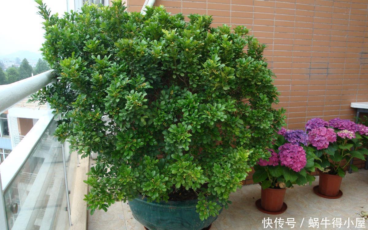 浑身|4种“香水花”,选一种养家里,晒晒太阳,满屋香水味,浑身带香