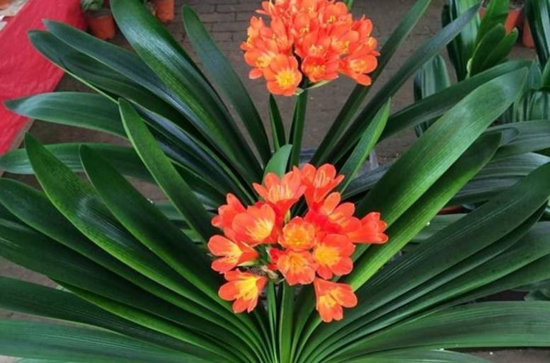 2种宝贝兑水浇,植物孕蕾快,开花量大,叶片油绿,非常实用