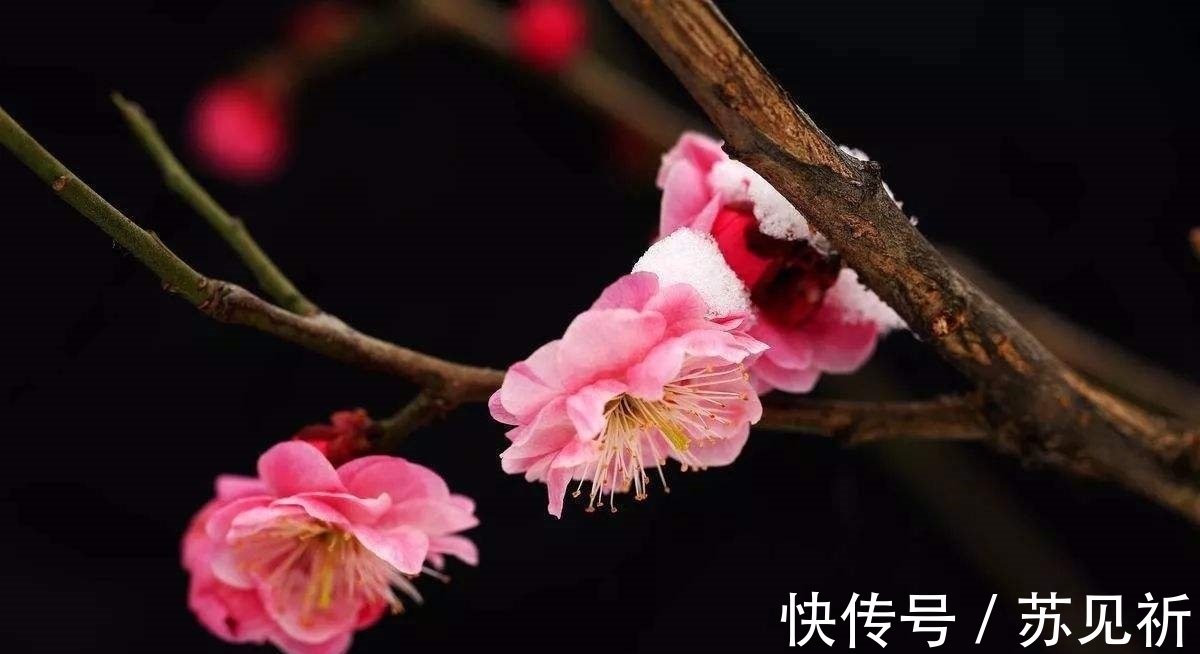 桃李$明代于谦一首梅花百咏:如玉肌骨,雪样精神,蕴含哲理,寄意遥深