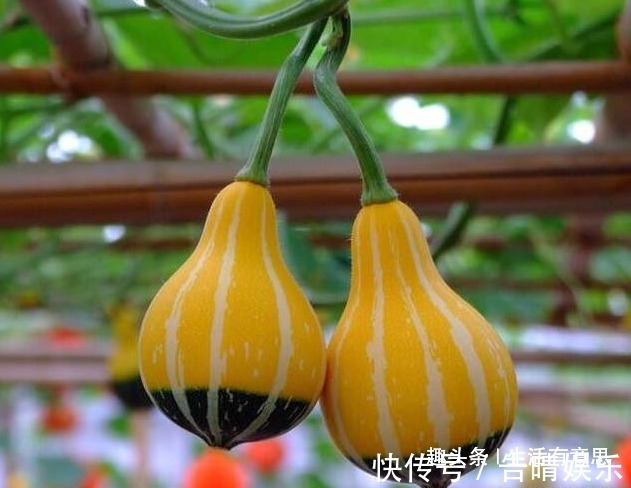 小南瓜,1根藤结50多颗,好玩儿,好看,好吃,好养,教你养法