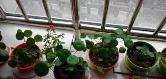 最厉害的养花营养液:给花喝一勺,四季油绿,花开满盆!