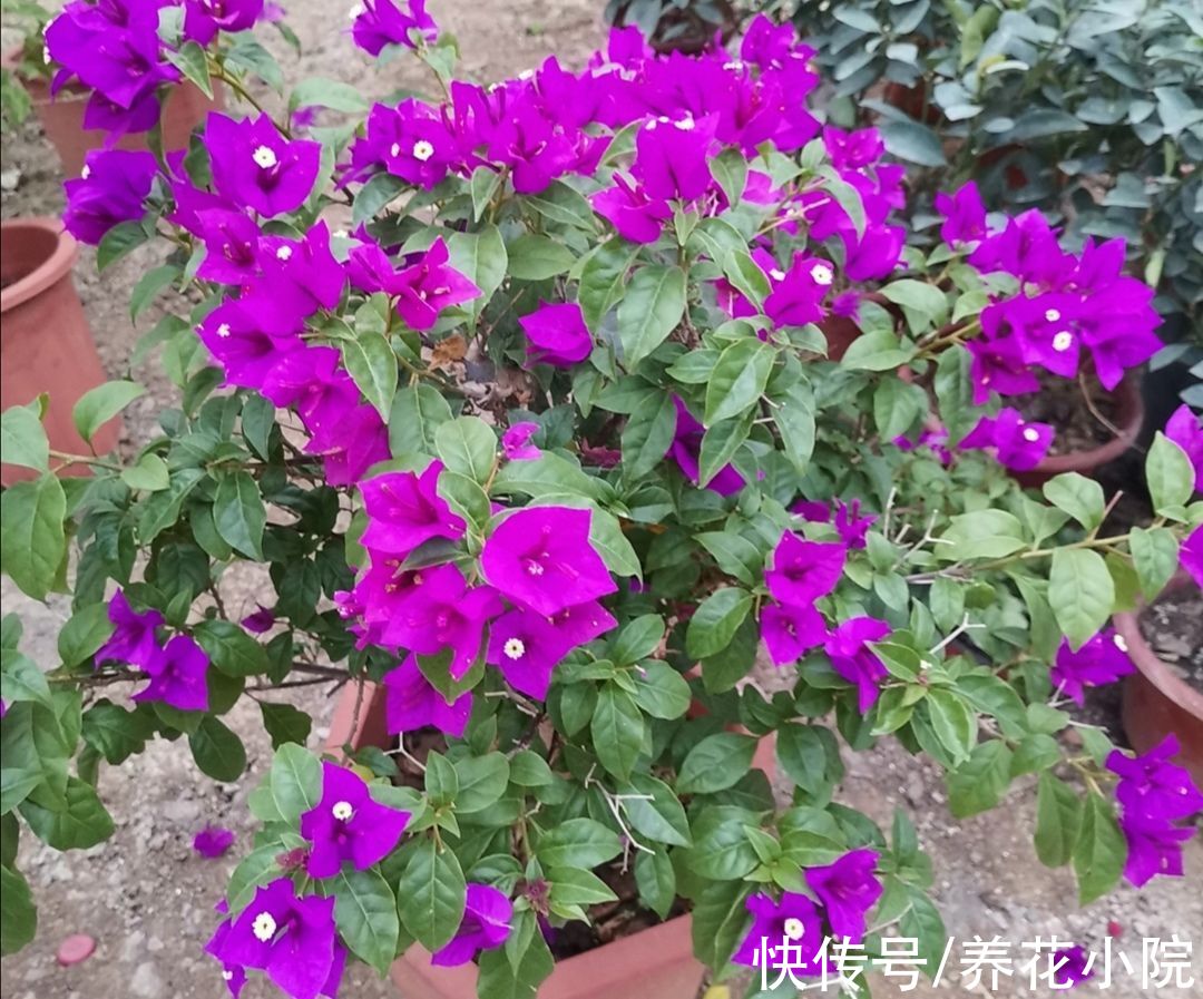 三角梅秋季不开花，按照“2多1控”来养，让它花苞开满枝头