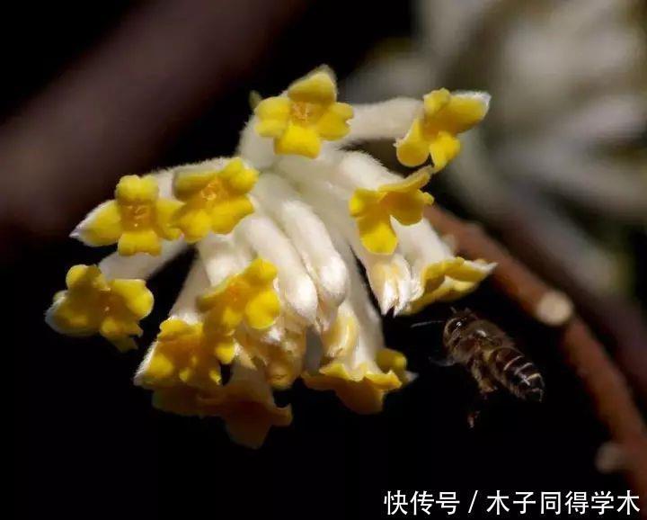 打结花！真漂亮啊！