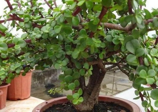 金枝玉叶这么养，长势旺，枝繁叶茂又漂亮！