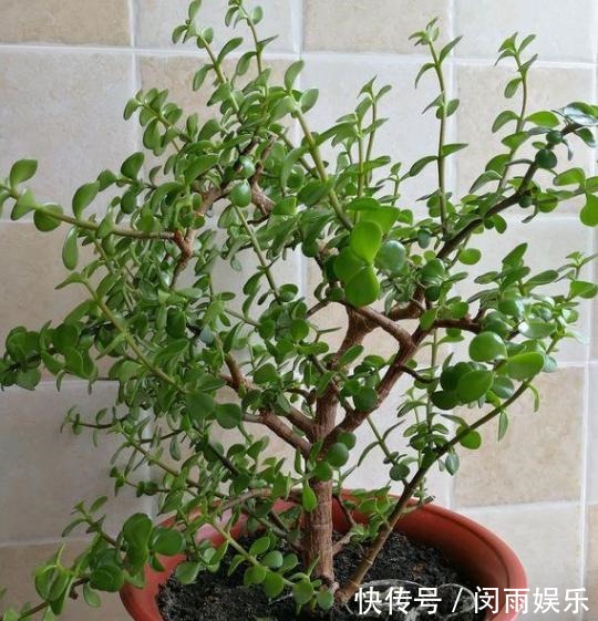 马齿觅|阳台盆栽花卉,怕难度大、开花少就养盆金枝玉叶,可赏花观叶