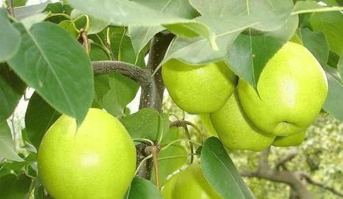 气血|夏天养生都会吃,吃好的食物,清热排毒、调理气血,肌肤不显老