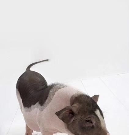 浓墨&没见过这么画猪的,太形象了,还是国画有意思